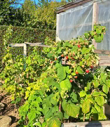 a berry bush with green leaves thriving in full sun