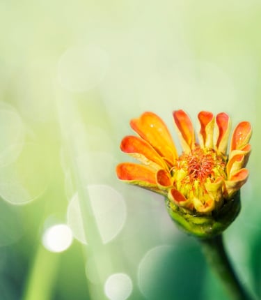 a single flower in a field with a blurry background