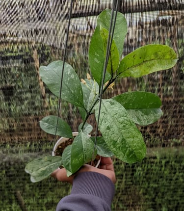 Rare Hoya occultata splash growing in Hoyas House greenhouse