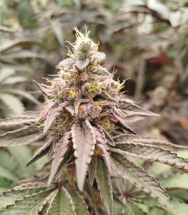 Fleur de CBD indoor premium cultivée en Bretagne