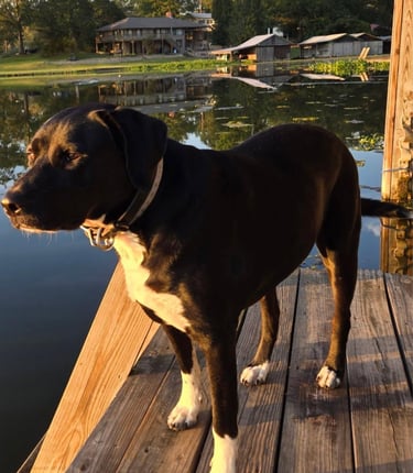 Dog#2