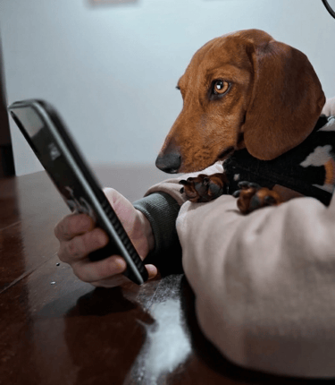 Chimi Salchicha viendo su serie favorita en Netflix