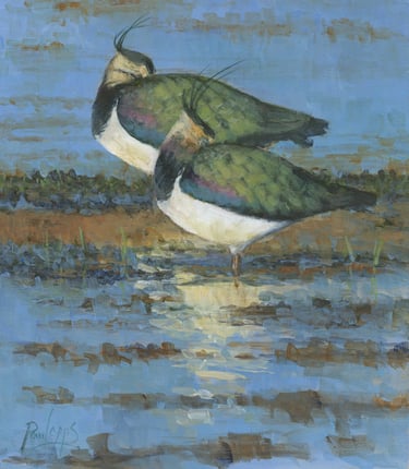 Loose oil study of two sleeping Lapwings in the water at RSBP Dungeness