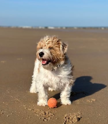 chien jack russel sur la plage avec sa balle, heureux et soigné par rézoolution
