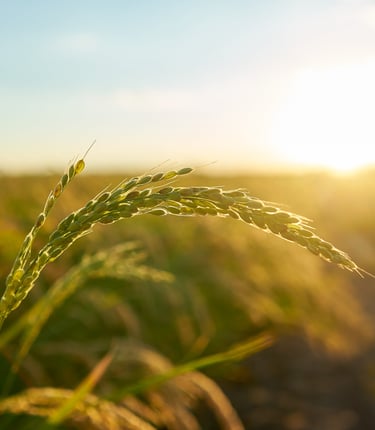 cultivo de Trigo