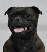Testa di Staffy