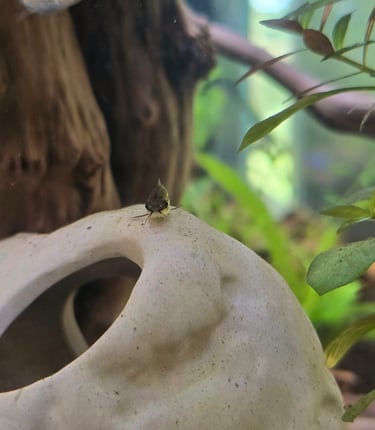 Beginner fishkeeping hobby photo of a Corydoras in an aquarium.