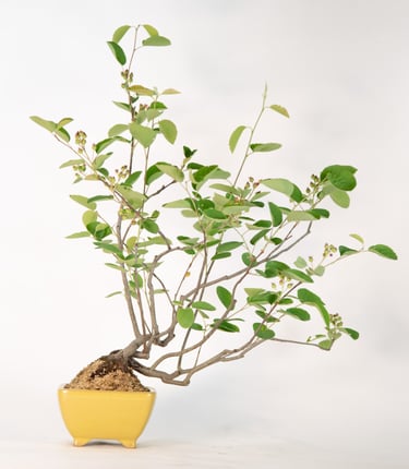 Snowy Guillomo, Amelanchier lamarckii, Bonsai