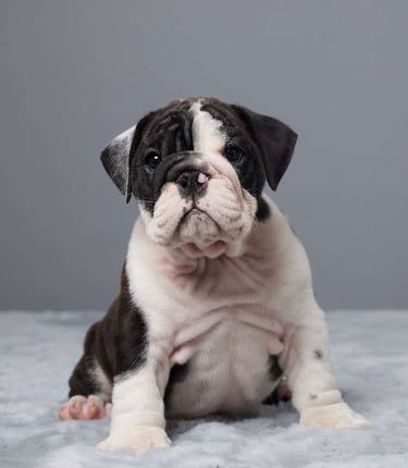 English Bulldog puppies for sale