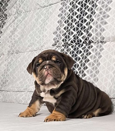 English Bulldog puppies for sale