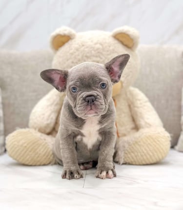 Puppies for Sale 