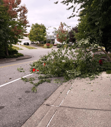 A felled tree in Cottage Lake, WA being cleaned up around safety eqipment