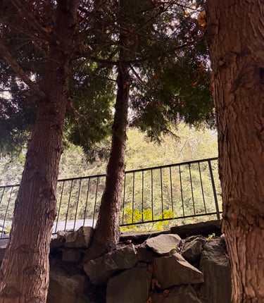 Evergreen tree removal in Edmonds, WA with the trees growing from a rock retaining wall in a yard