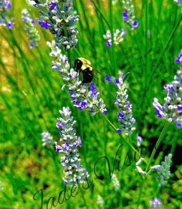 A bee perched on blooming lavender, collecting nectar amid fragrant purple blossoms bathed in sunlight