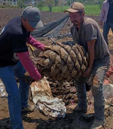 maestro mezcalero trabajando