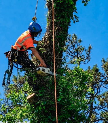 Professional tree surgeon felling Ash tree