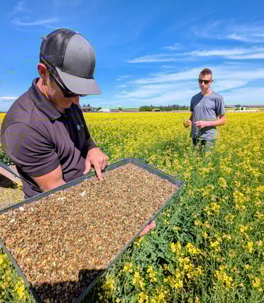 Farmers inspect cutter bee larvae in a blooming yellow canola field under a clear blue sky.