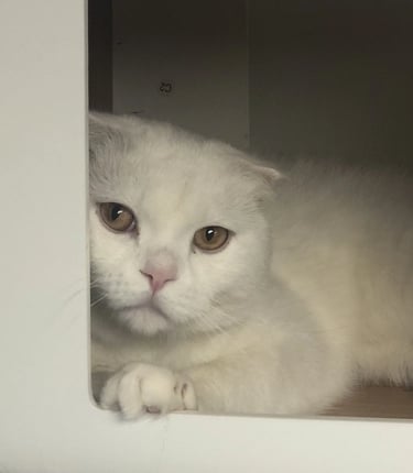 Rosha - White male Scottish Fold