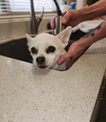 My beloved Trude being bathed.