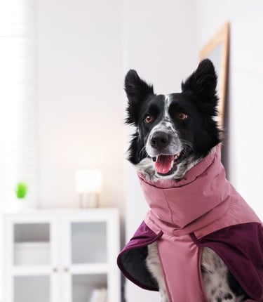 Un Border Collie de pie que lleva una chamarra rosa y morada, mirando hacia la izquierda.