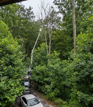 emergency tree service