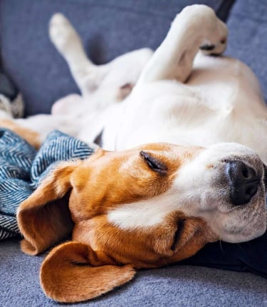 DOGGIEbackpackers dog boarding and sitting in Inner North Brisbane