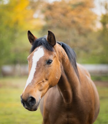 Shooting cheval avec Laura