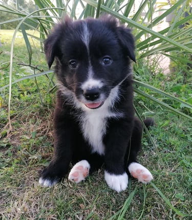 chiot border collie