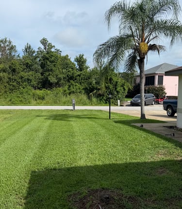 a bicycle parked in a grassy area with a palm tree