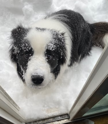 a dog is looking at the camera while standing in the snow