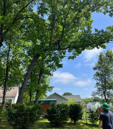 arborist climbing a tall oak tree and trimming limbs
