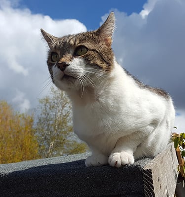 Wilbur on the shed roof looking out towards eternity.