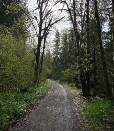 Revelstoke National Park Tree Service