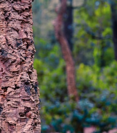 a bird perched on a tree trunk trunk