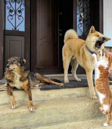 Two dogs and cat sitting on front porch
