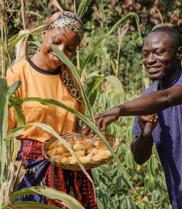 Homme et femme dans un champ de maïs en Afrique utilisant des engrais naturels