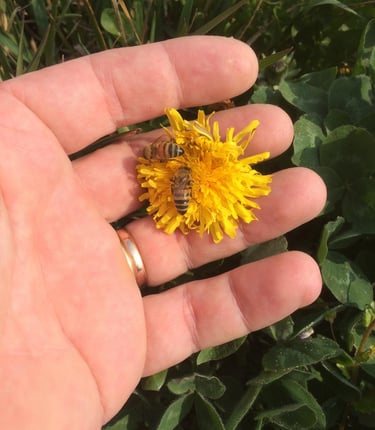 mano che tiene un fiore di tarassaco con sopra appoggiate due api intente a raccogliere il nettare.