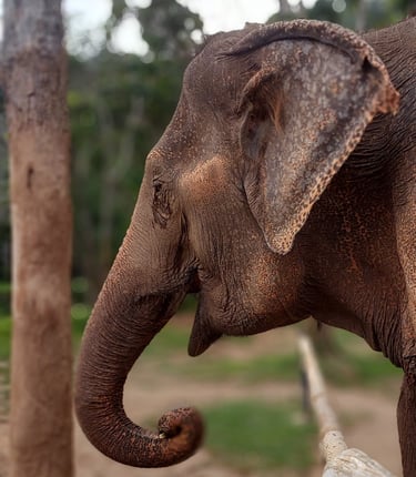thailand phuket elephant sanctuary