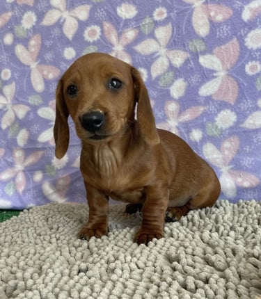 Dachshund Puppies for Sale