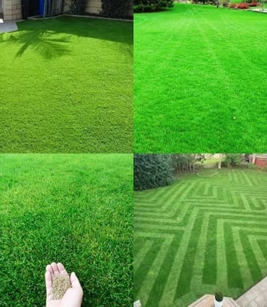 lawn grass supplier in Hyderabad