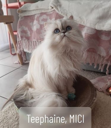Chat persan MICI