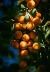 Luwavi Fruit