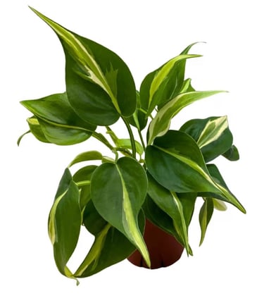 Philodendron Silver Stripe climbing moss pole with variegated green and silver leaves indoors