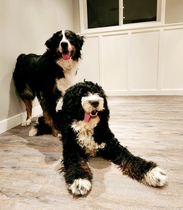 two dogs are standing next to each other