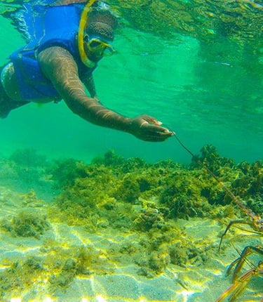 Roatan Snorkeling