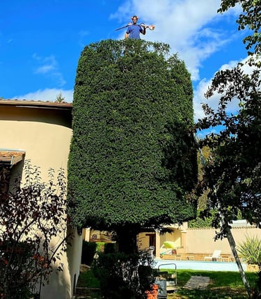 un arboriste sur un arbuste taillé