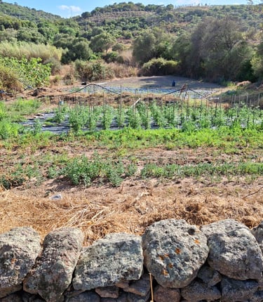 Veduta dell'orto di Agrisole