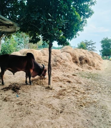 KRISHNA- a Gir breed ox, hero of our gosala.