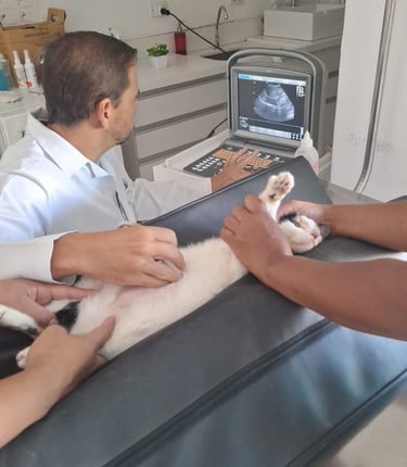 Dr. Leonardo Monteiro em consulta na Veterinária Professor Adalbyr em Mangaratiba