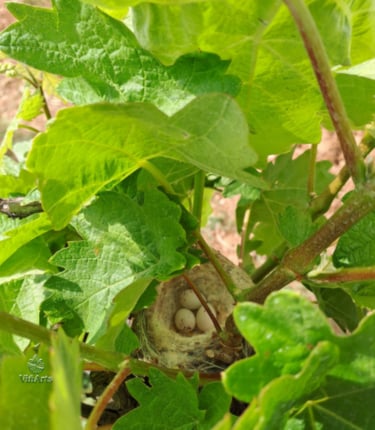 nido de aves en viñedos en Mallorca biodiversidad